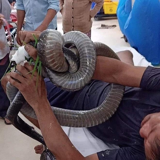 vietnamese man rushes to hospital with his hand stuck by a 3 meter long king cobra